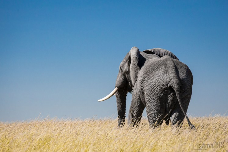 25993893230_3b3c6a26bd_o